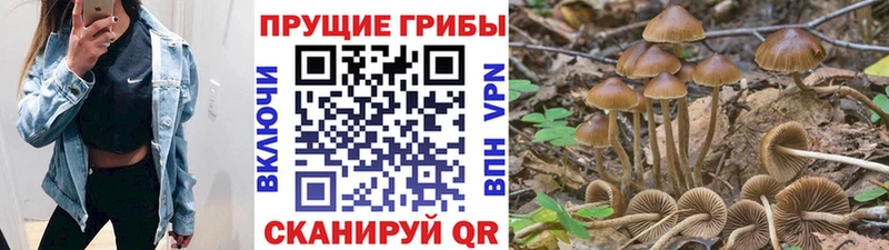 купить   Борисоглебск  Псилоцибиновые грибы прущие грибы 